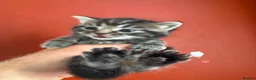 Mixed Breed cats for sale: Help us find forever homes  in Holmfirth - Advert 6