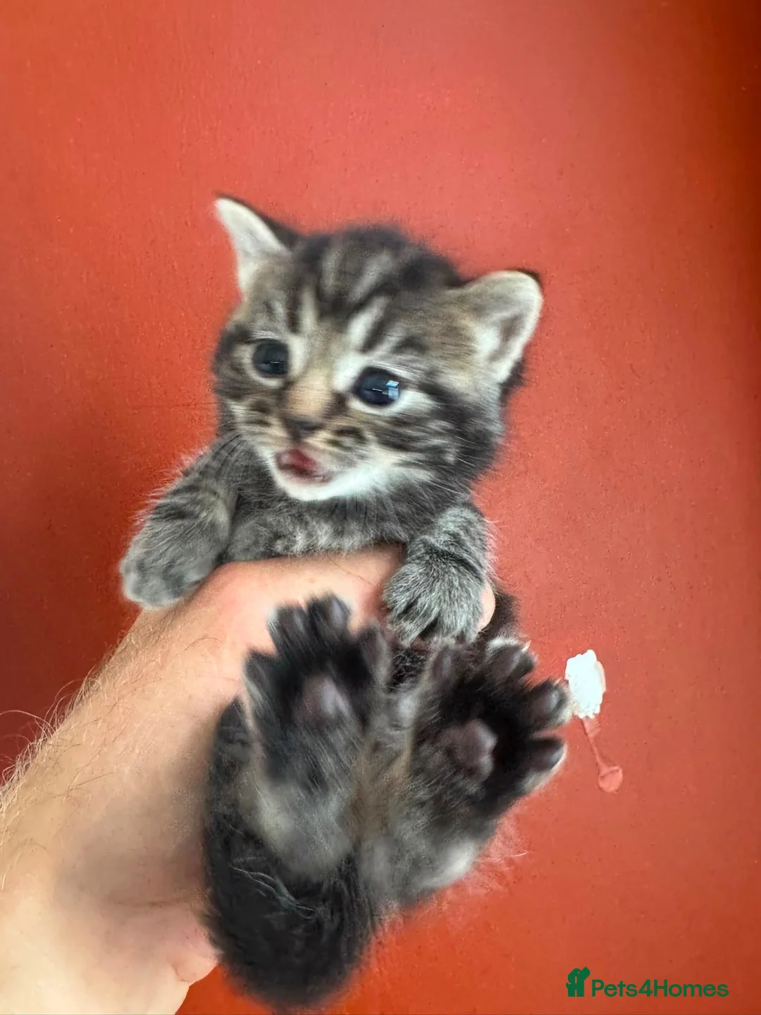 Mixed Breed cats for sale: Help us find forever homes  in Holmfirth - Advert 6