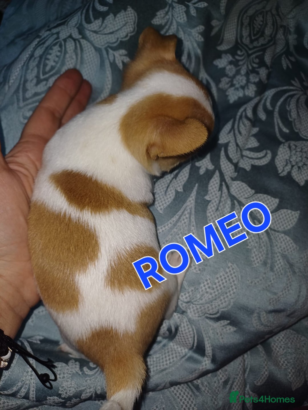 Chihuahua dogs for sale: Chihuahua pups stunning - Image 37