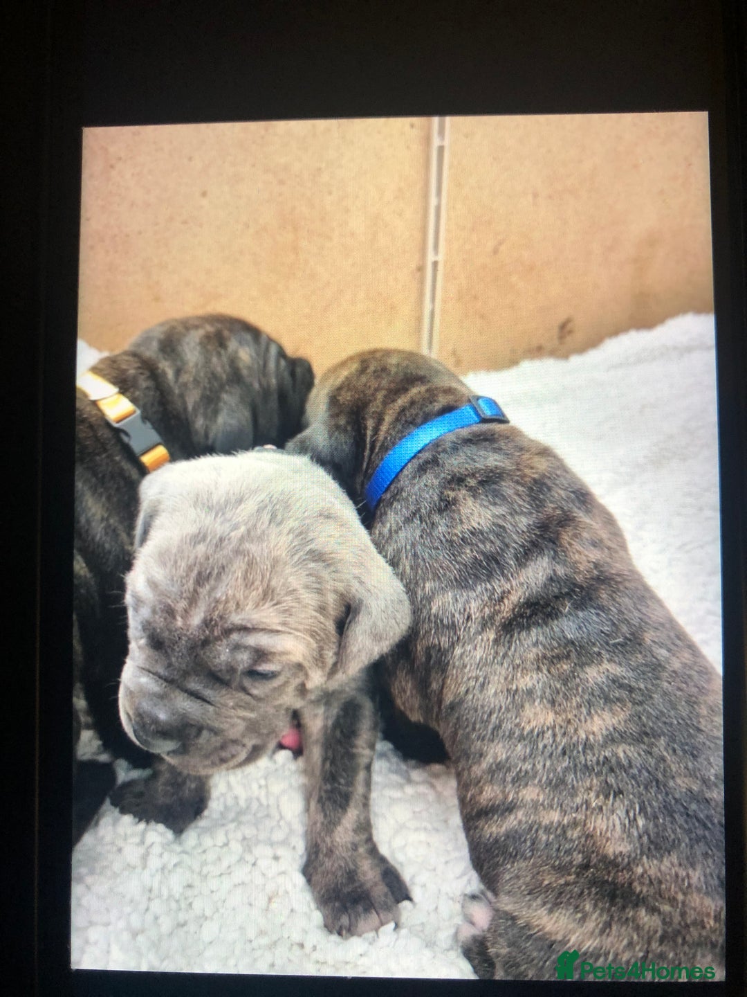 Cane Corso dogs for sale: Purebred Italian Cane Corso puppies - Advert 13