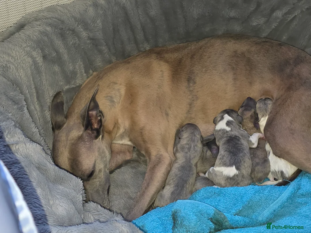 Whippet dogs for sale: Whippet pups for sale - Advert 2