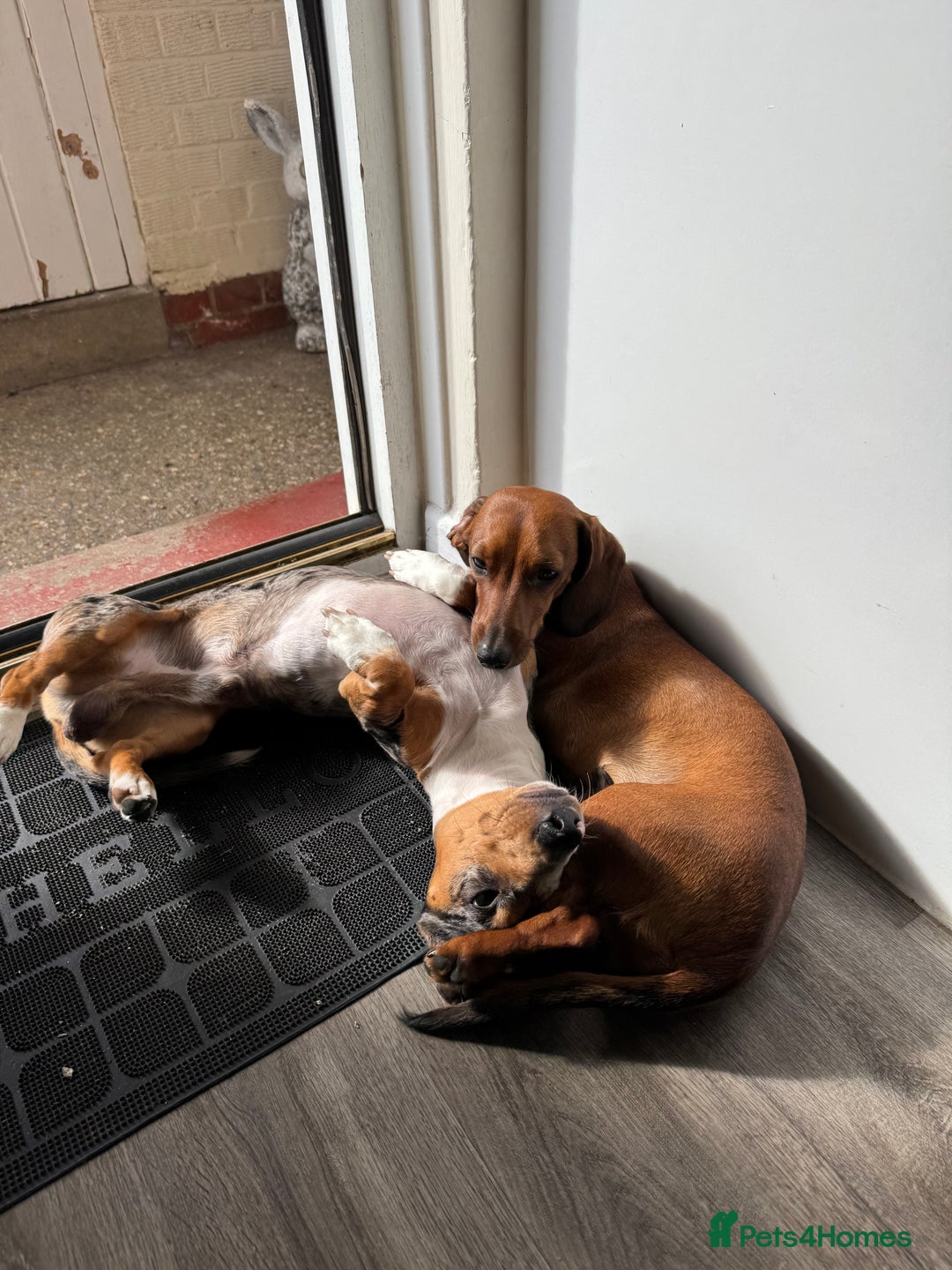 Miniature Dachshund dogs for stud: Miniature dachshund for stud  - Advert 6