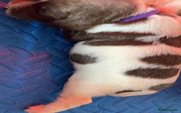 English Springer Spaniel dogs for sale: Beautiful English Springer Spaniel Puppies - Image 11
