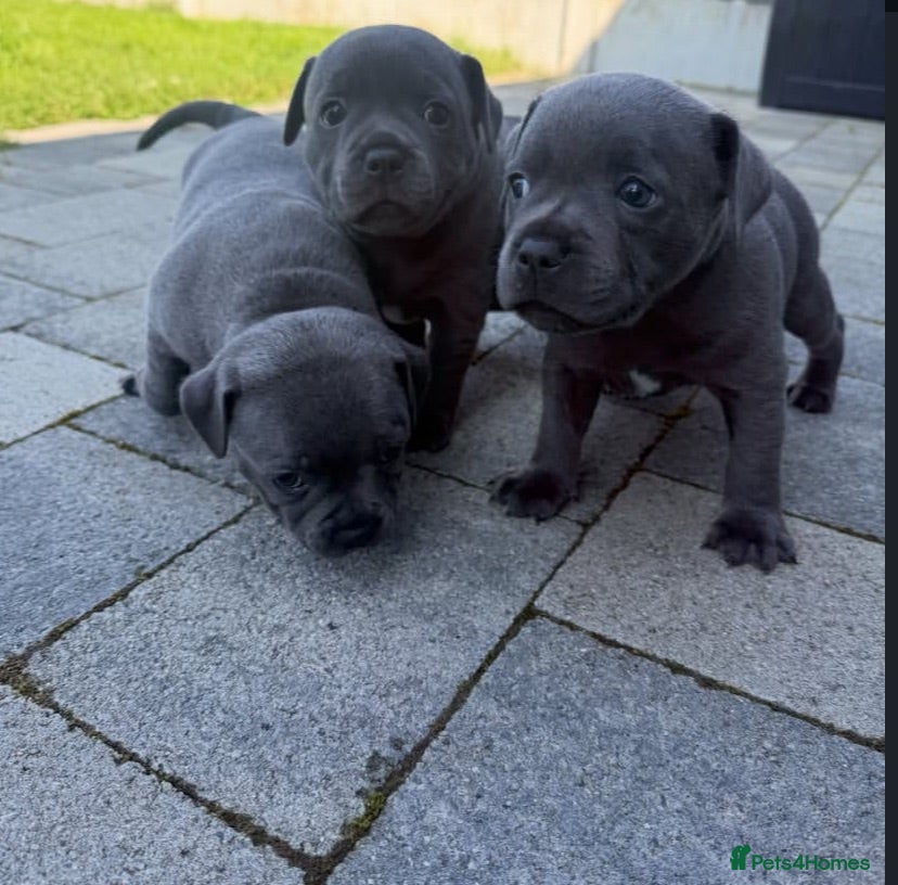 Staffordshire Bull Terrier dogs Brilliant Pure Staffordshire Bull Terrier puppies - Advert 1