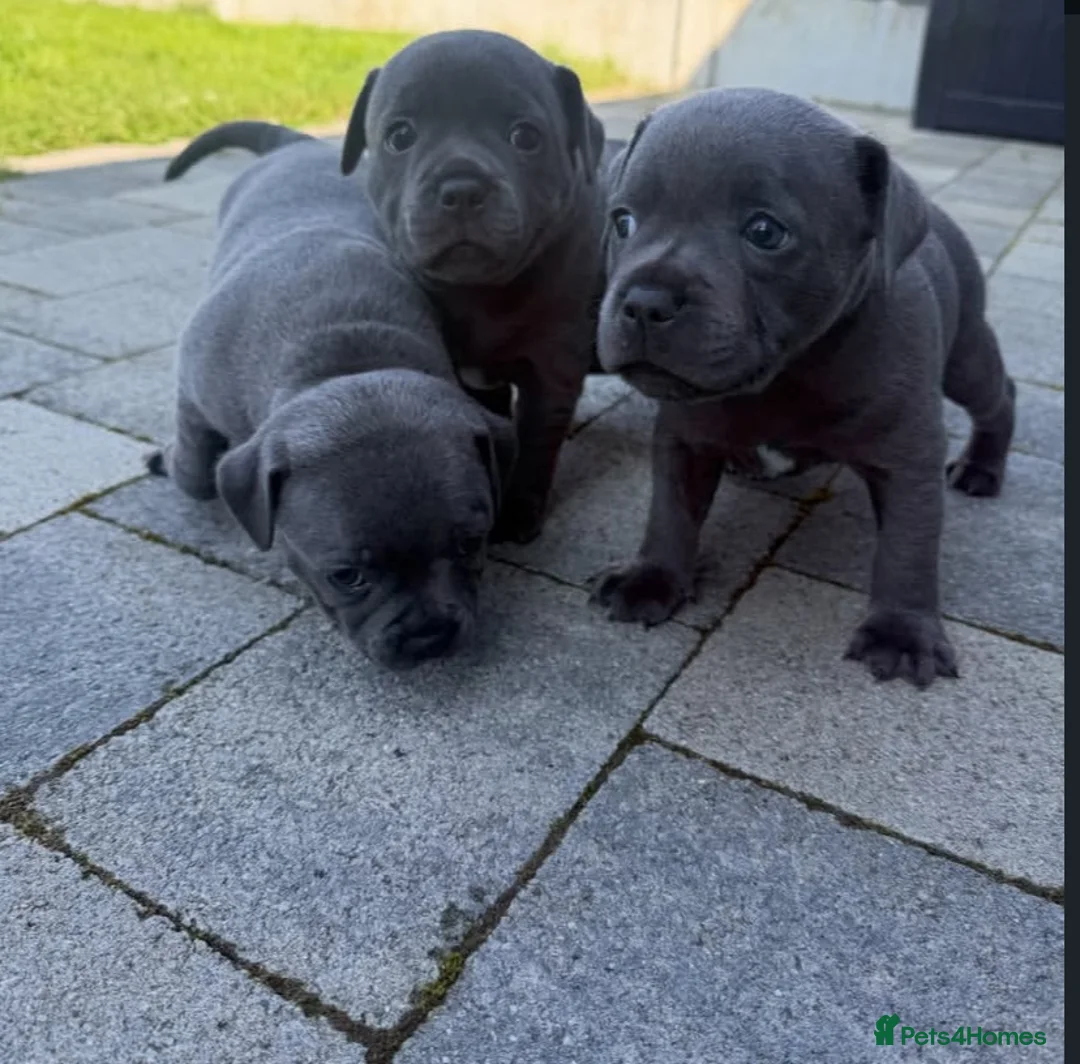 Staffordshire Bull Terrier dogs for sale: Brilliant Pure Staffordshire Bull Terrier puppies in Glasgow - Advert 1