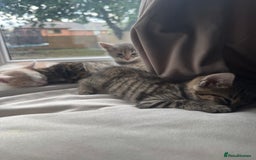 Mixed Breed cats for sale: Mixed breed cats ready now - Image 1