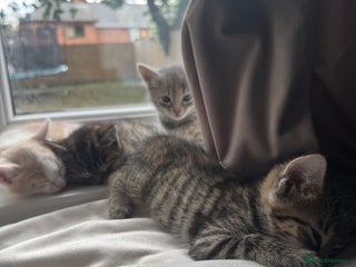 Mixed Breed cats - Advert 34