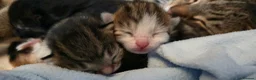 Domestic Shorthair cats for sale: 4 gorgeous kittens for sale in Burntwood - Advert 20