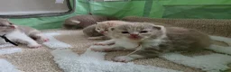 British Shorthair cats for sale: Champion British Shorthair kittens 😸  - Advert 5
