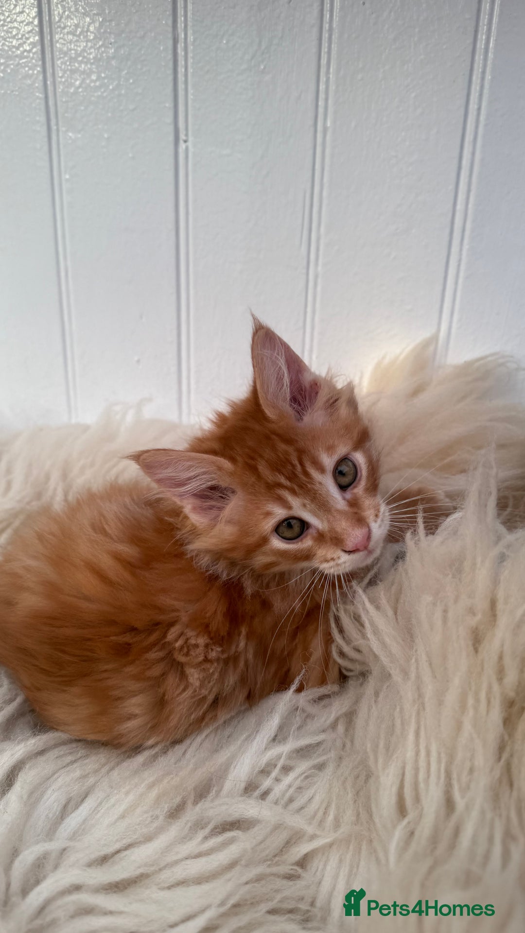 Maine Coon cats for sale: Last Two Gccf Maine Coons Boys Available - Advert 22