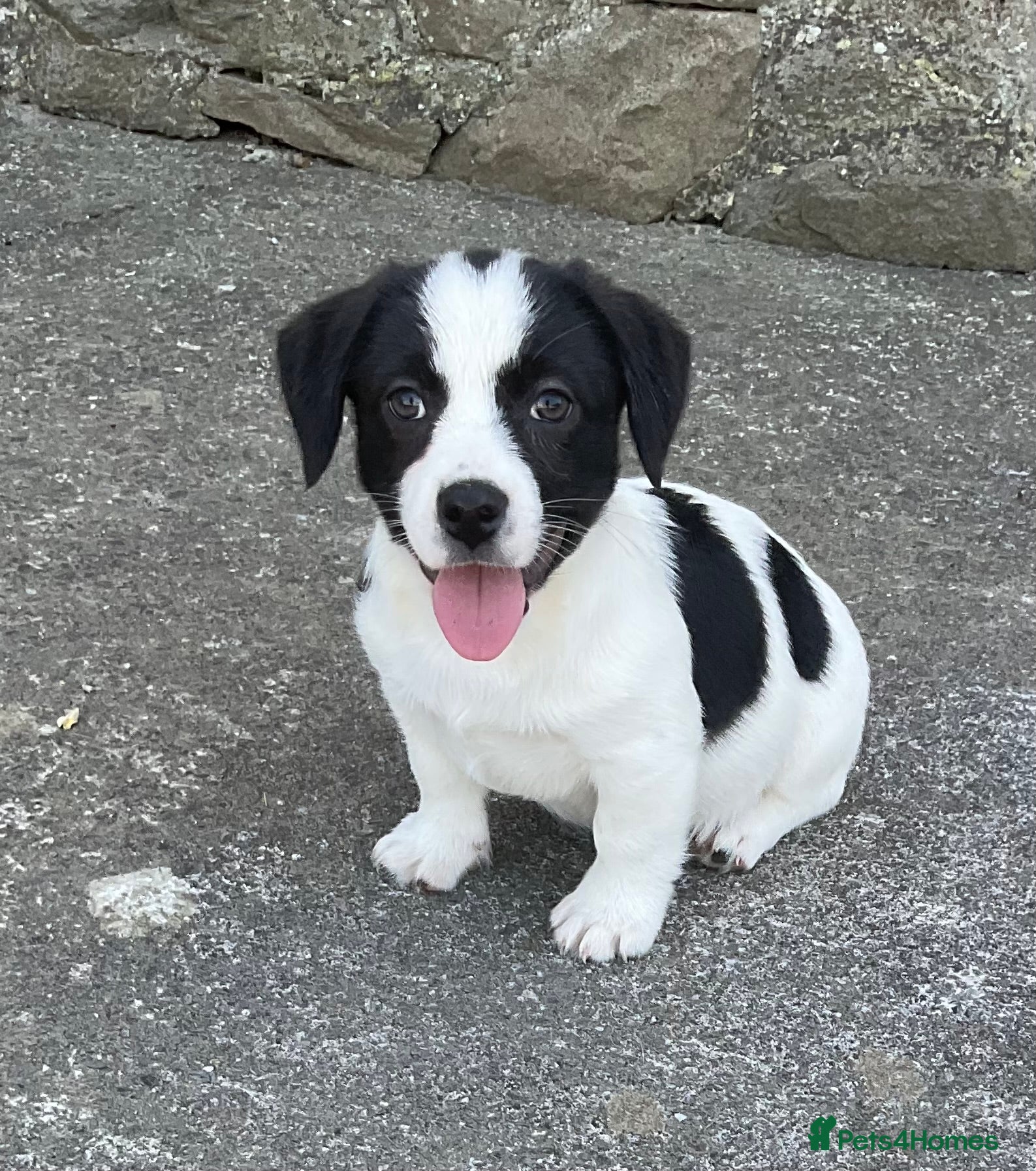 Mixed Breed dogs Adorable pups waiting for you  - Advert 1