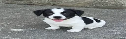 Mixed Breed dogs for sale: Adorable pups waiting for you  in Llanon - Advert 1