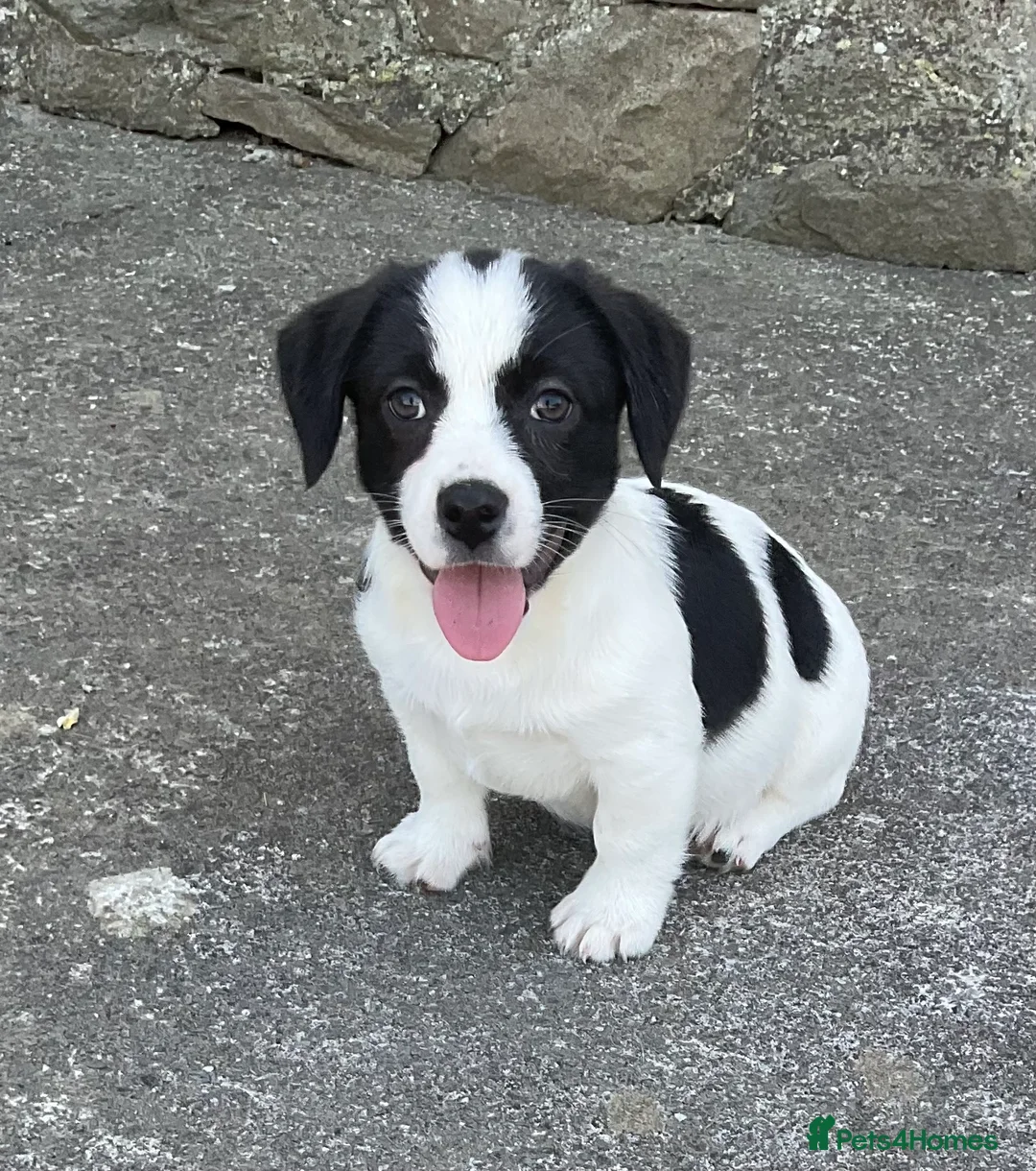 Mixed Breed dogs for sale: Adorable pups waiting for you  in Llanon - Advert 1