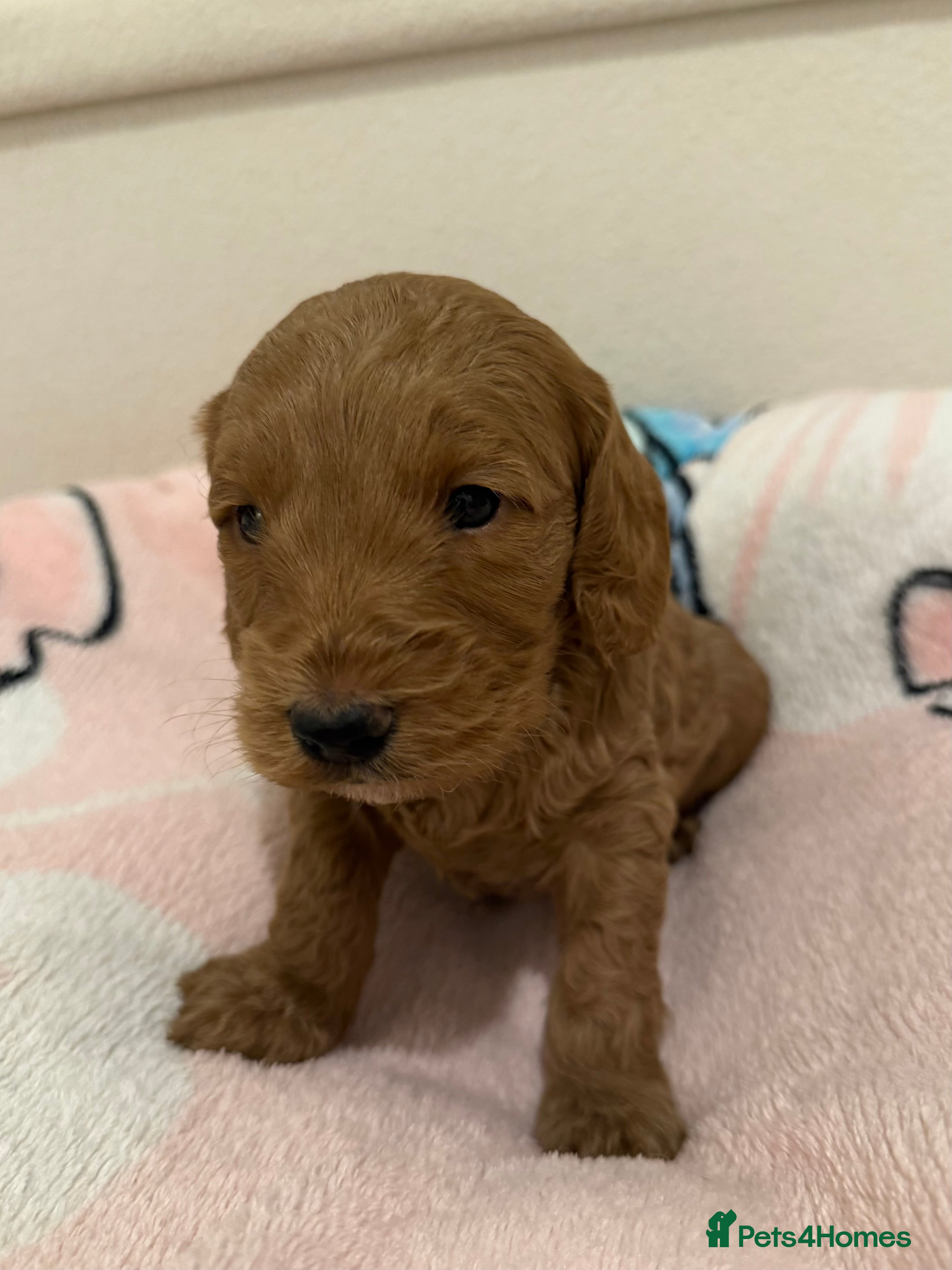 Cockapoo dogs LAST 2 Beautiful Boys F1 Cockapoo puppies - Advert 6