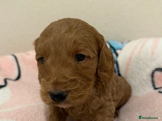 Cockapoo dogs LAST 2 Beautiful Boys F1 Cockapoo puppies - Advert 6