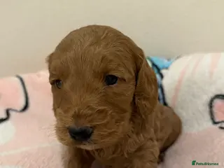 Cockapoo dogs LAST 2 Beautiful Boys F1 Cockapoo puppies - Advert 16