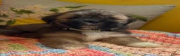 Lhasa Apso dogs for sale: RKC Registered Lhasa Puppies  - Advert 9