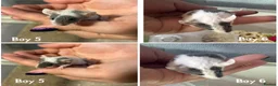 Mouse rodents for sale: BABY FANCY MICE FOR SALE - Advert 3