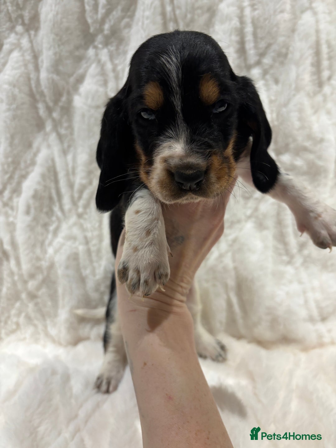 Basset Hound dogs for sale: Bassett hound puppies  - Advert 37