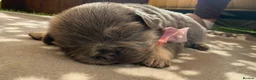 French Bulldog dogs for sale: Fluffy Frenchie Females  in Doncaster - Advert 10