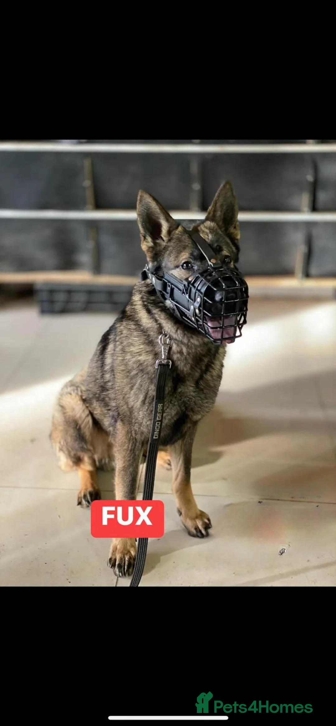 German Shepherd dogs for sale: German Shepherd GSD working line  - Advert 3