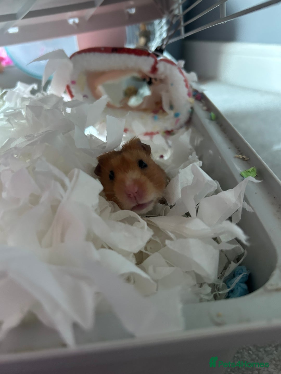 Hamster rodents for sale: Syrian hamster - Advert 3