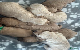 Labradoodle dogs for sale: Beautiful labradoodles for Sale  in Stoke-on-Trent - Image 5
