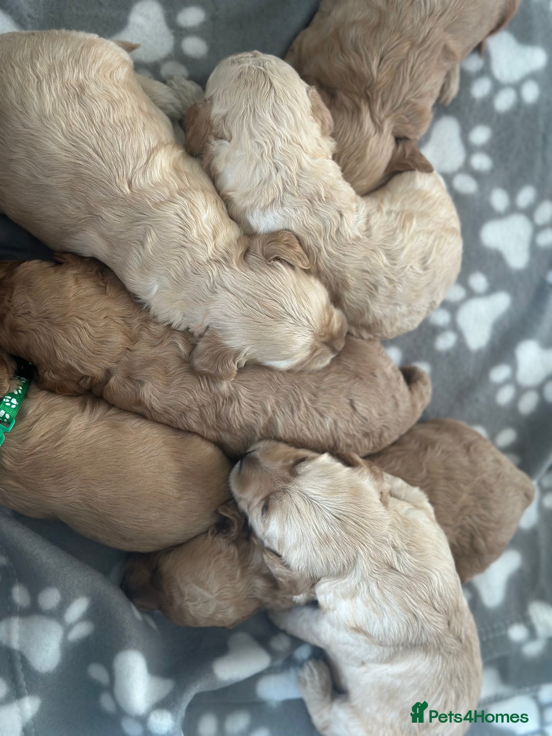 Labradoodle dogs for sale: Beautiful labradoodles for Sale  in Stoke-on-Trent - Image 5