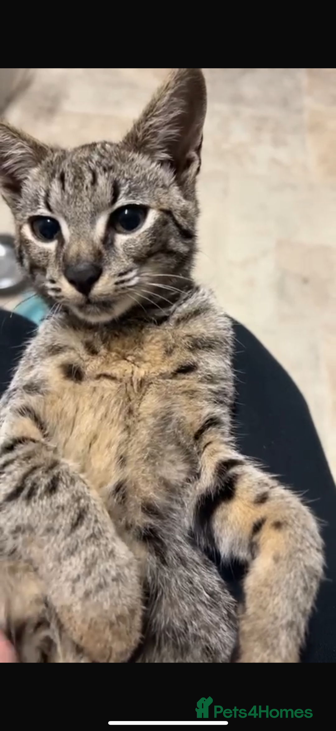 Savannah cats for sale: F3 Savannah Female  - Advert 6