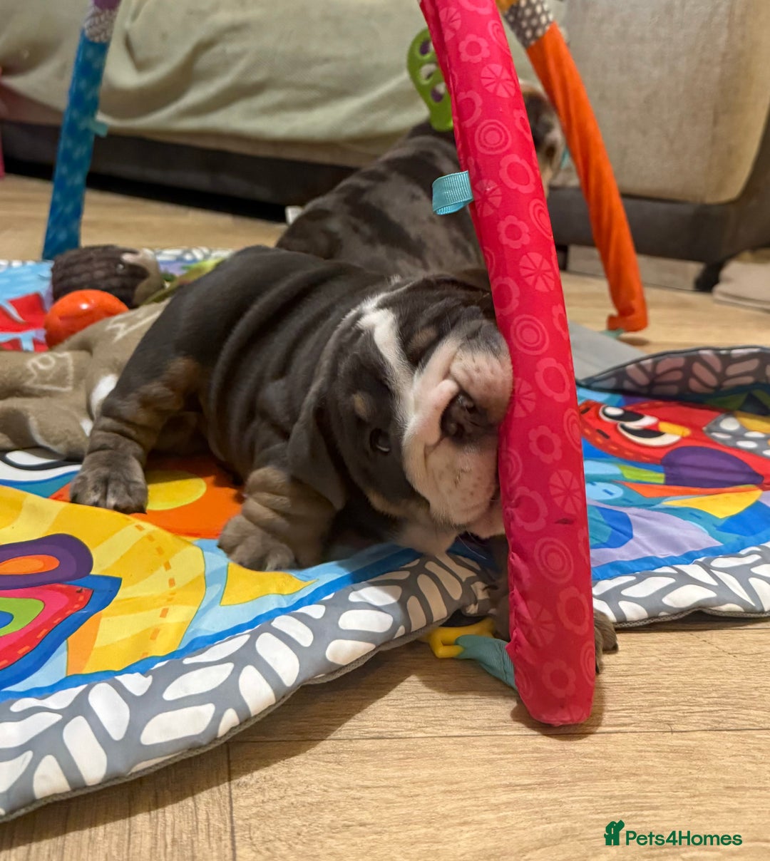 English Bulldog dogs for sale: English bulldog puppies - Advert 18