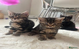 Mixed Breed cats for sale: 5 Adorable Mixed Breed Kittens - Image 21
