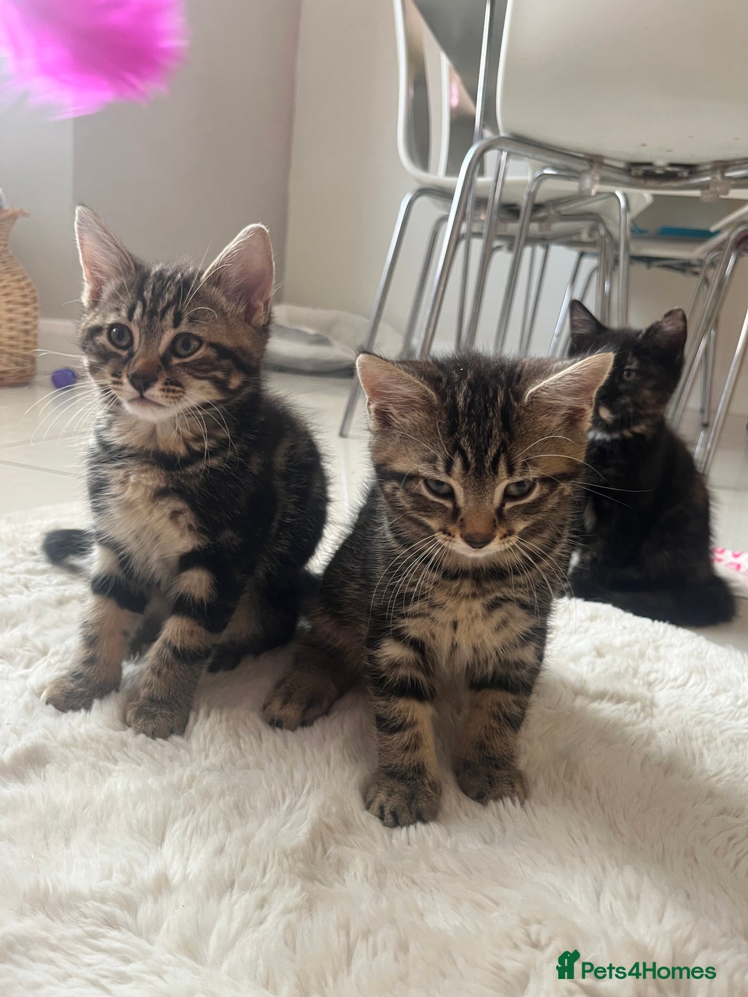 Mixed Breed cats for sale: 5 Adorable Mixed Breed Kittens - Image 21