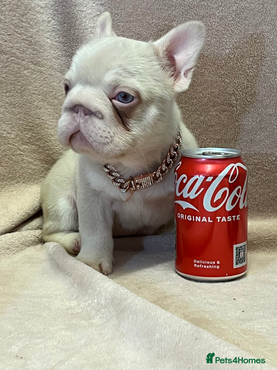 French Bulldog dogs for sale: French bulldog 2 males.One full pink,one blue tan - Advert 11
