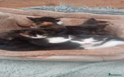 Mixed Breed cats for sale: Last 3 boys leady now  stunning kittens for sale - Image 7