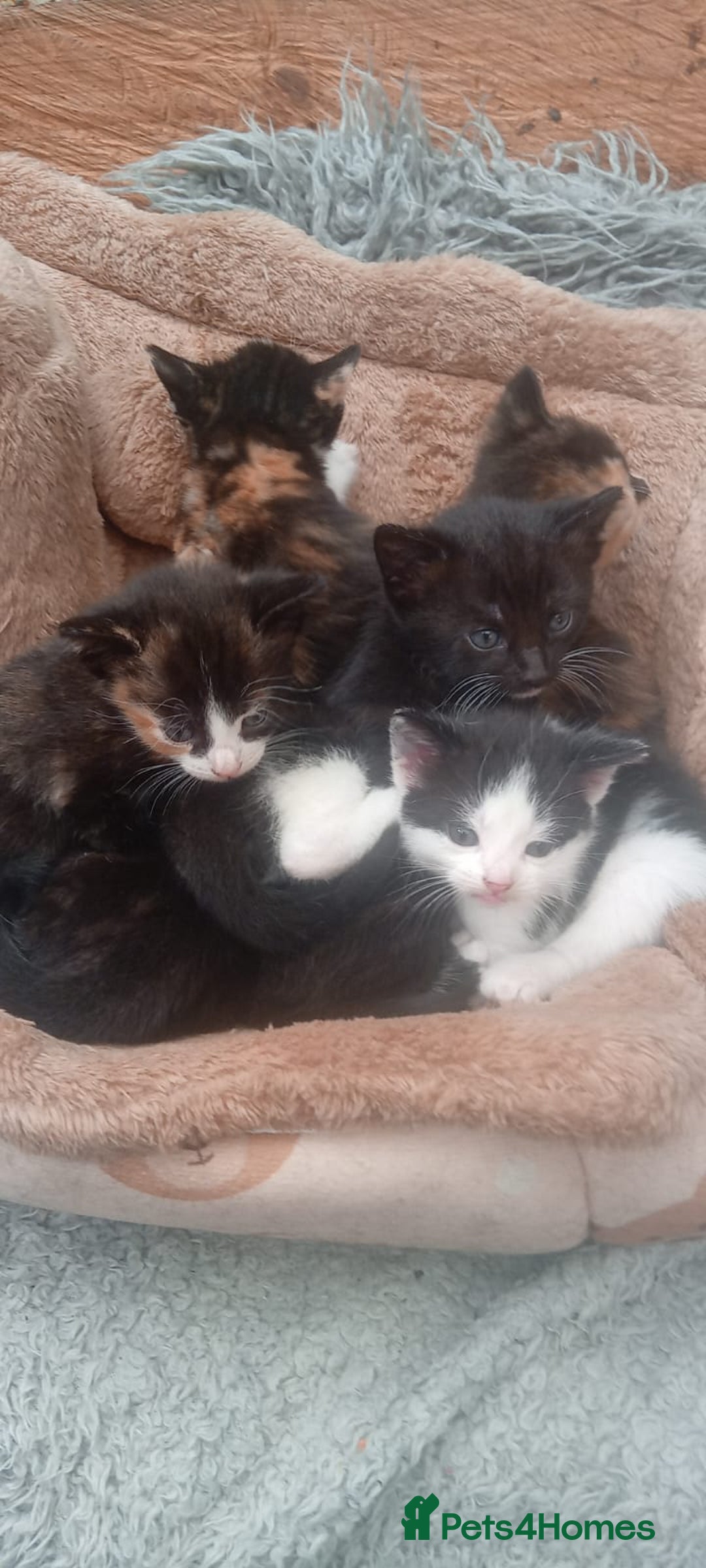 Mixed Breed cats for sale: Last 3 boys leady now  stunning kittens for sale - Image 7
