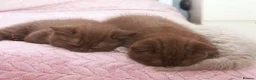 British Shorthair cats for sale: TICA Registerd Chocolate & Lilac - Advert 3