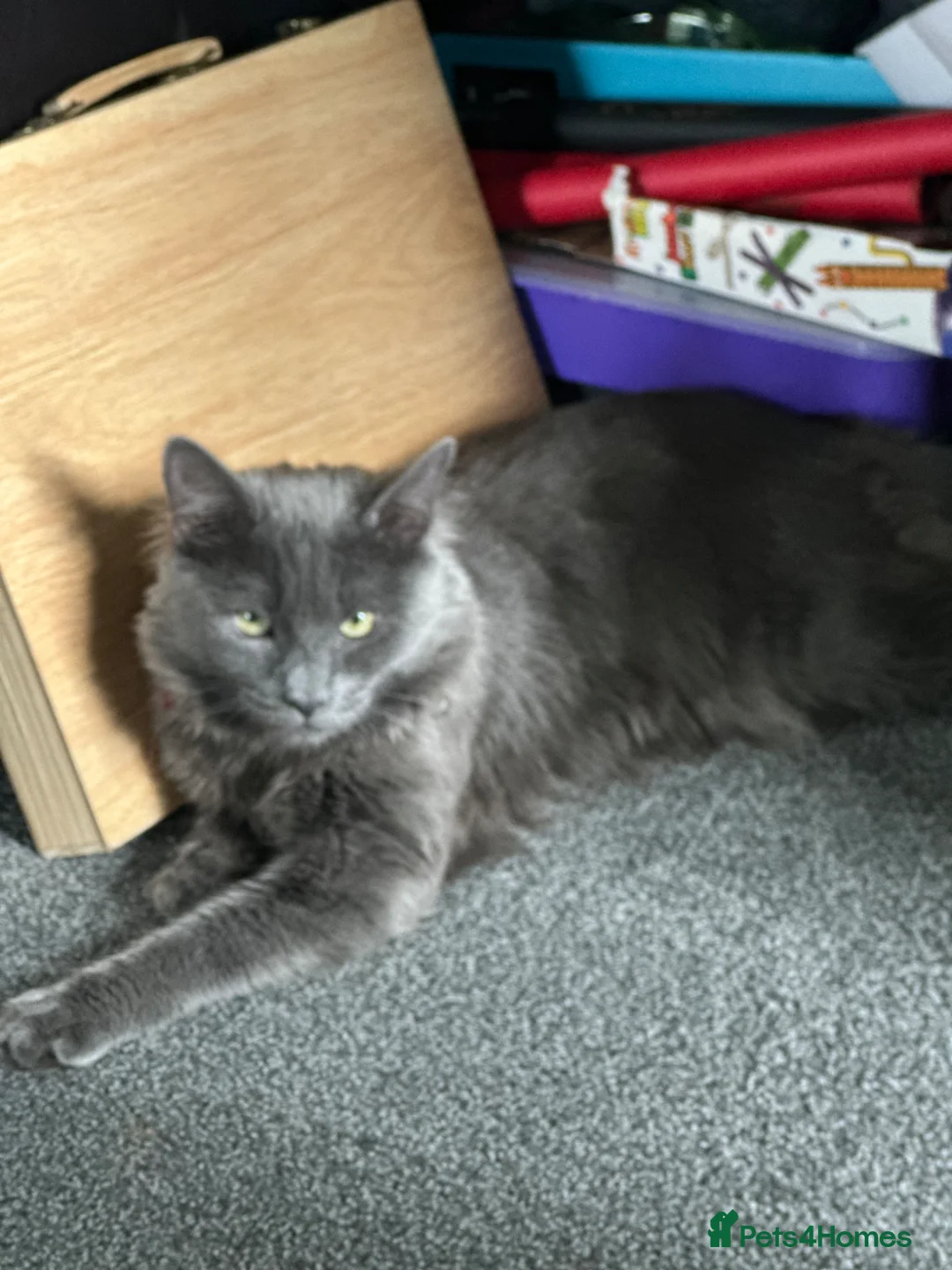 Mixed Breed cats for sale: Beautiful long haired Maine coon  - Advert 2