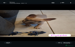 French Bulldog dogs for sale: Full vaccination only 2 available french bulldog in Hayes - Image 24