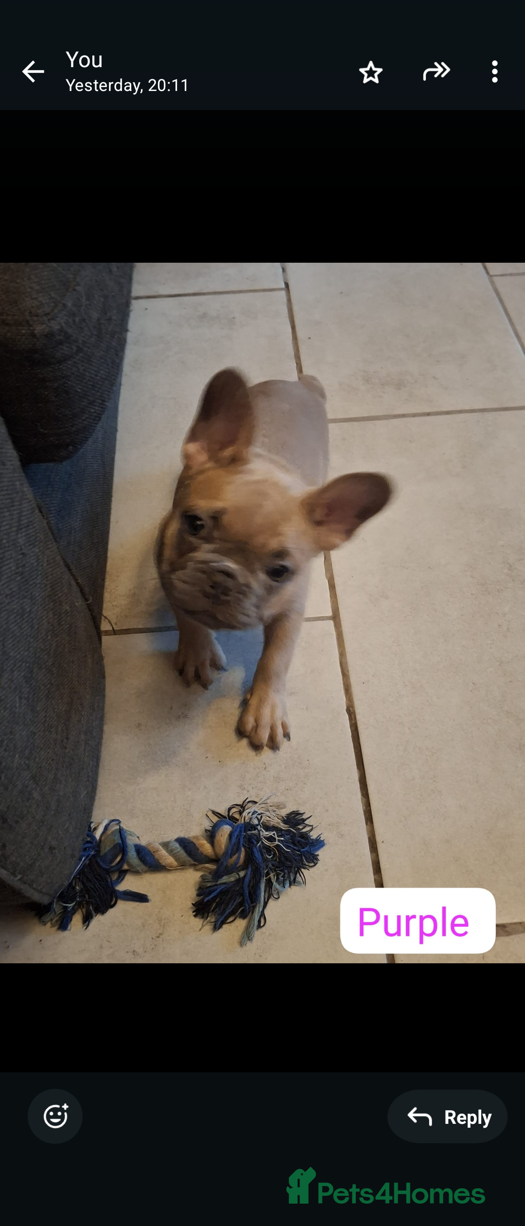 French Bulldog dogs for sale: Full vaccination only 2 available french bulldog in Hayes - Image 24
