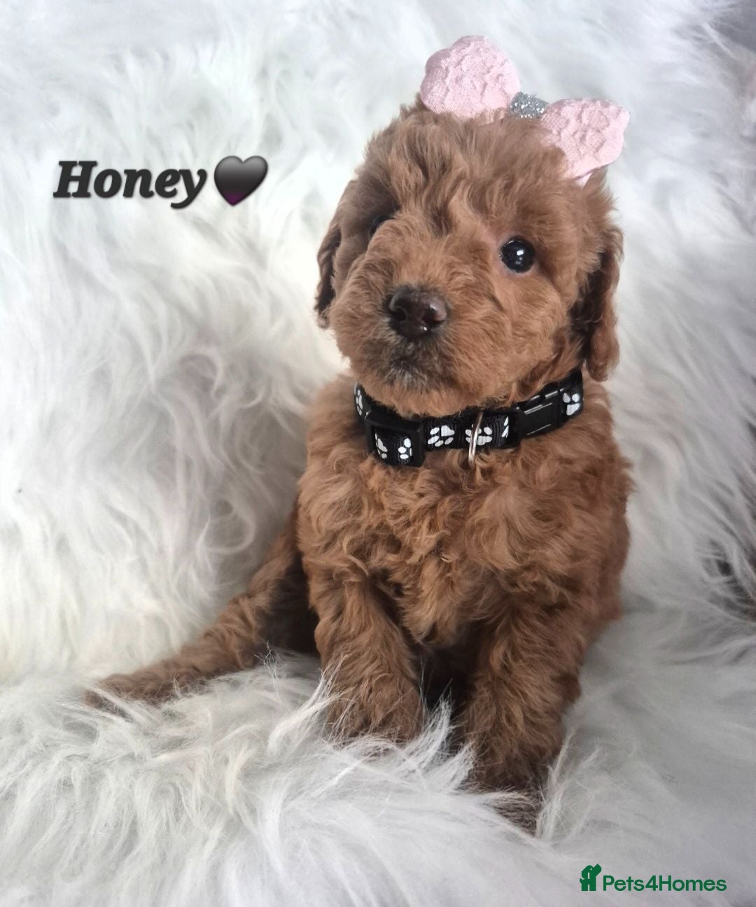 Cavapoo dogs F1B CAVAPOO PUPPIES EXTENSIVELY DNA HEALTH TESTED  - Advert 2
