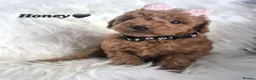 Cavapoo dogs for sale: F1B CAVAPOO PUPPIES EXTENSIVELY DNA HEALTH TESTED  - Advert 18