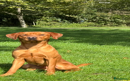 Labrador Retriever dogs for stud: Stunning Red Dog Available At Stud - Image 3