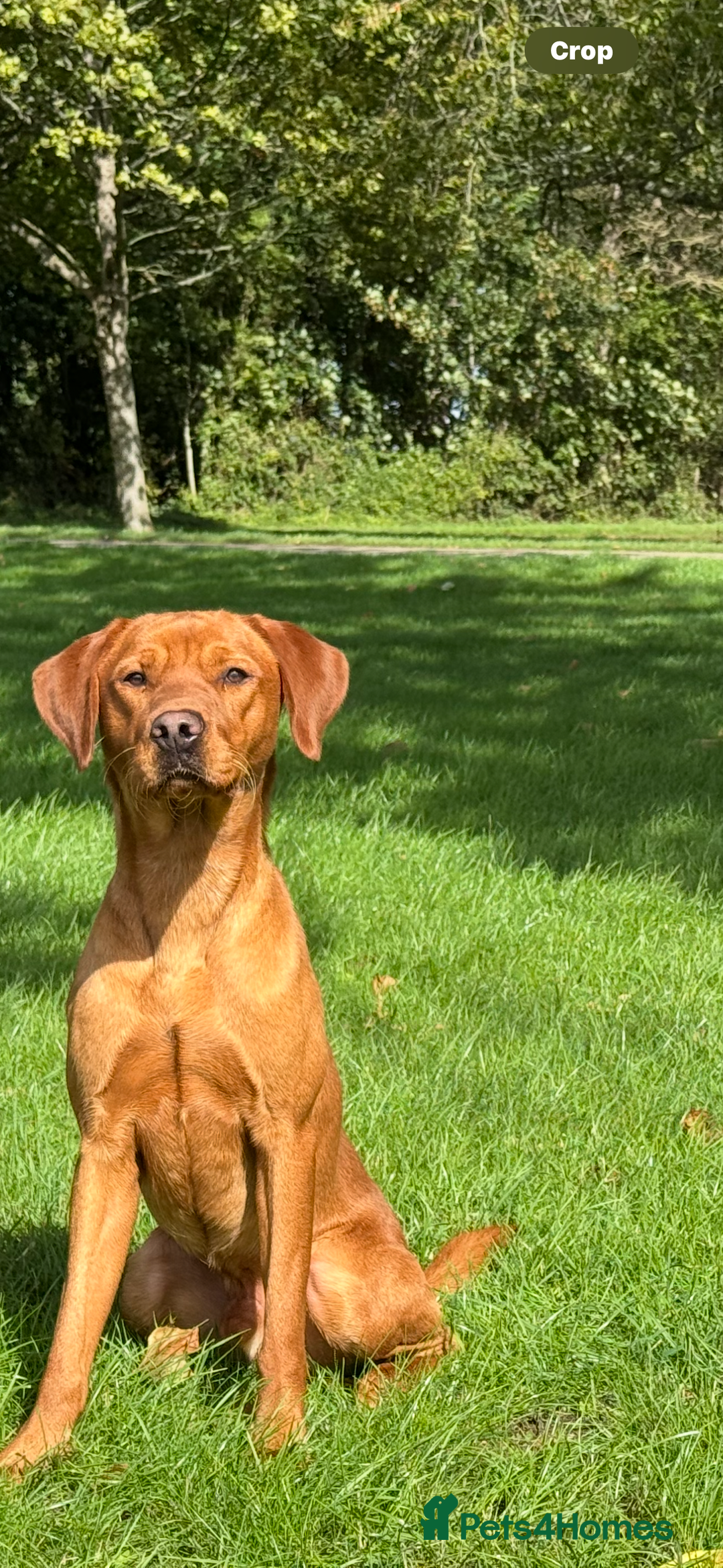 Labrador Retriever dogs for stud: Stunning Red Dog Available At Stud - Image 3