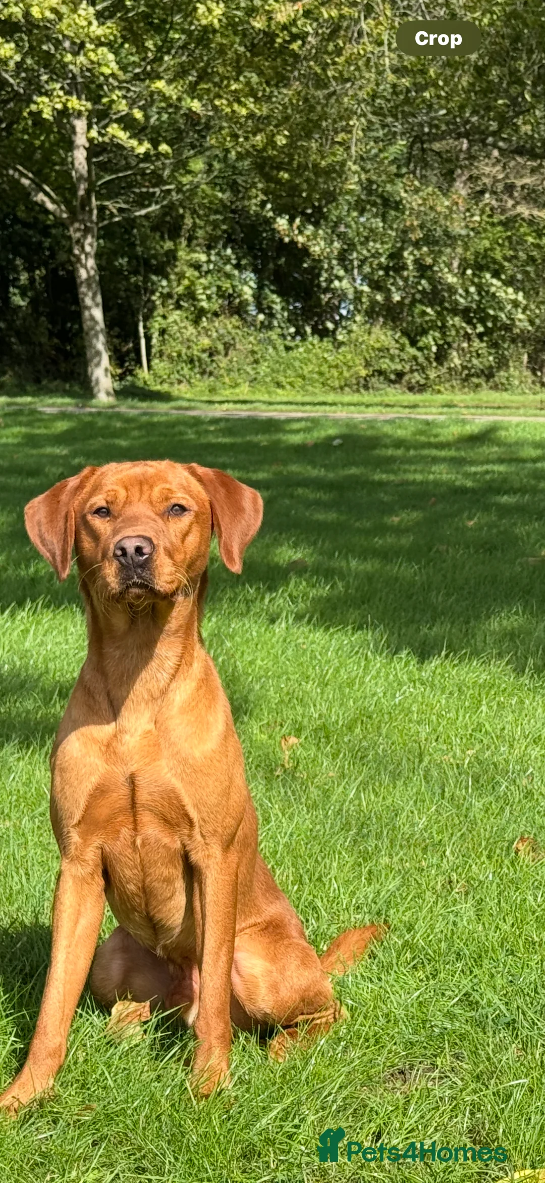 Labrador Retriever dogs for stud: Stunning Red Dog Available At Stud - Advert 4