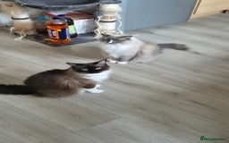 Ragdoll cats for sale: Two ragdoll females  - Image 6