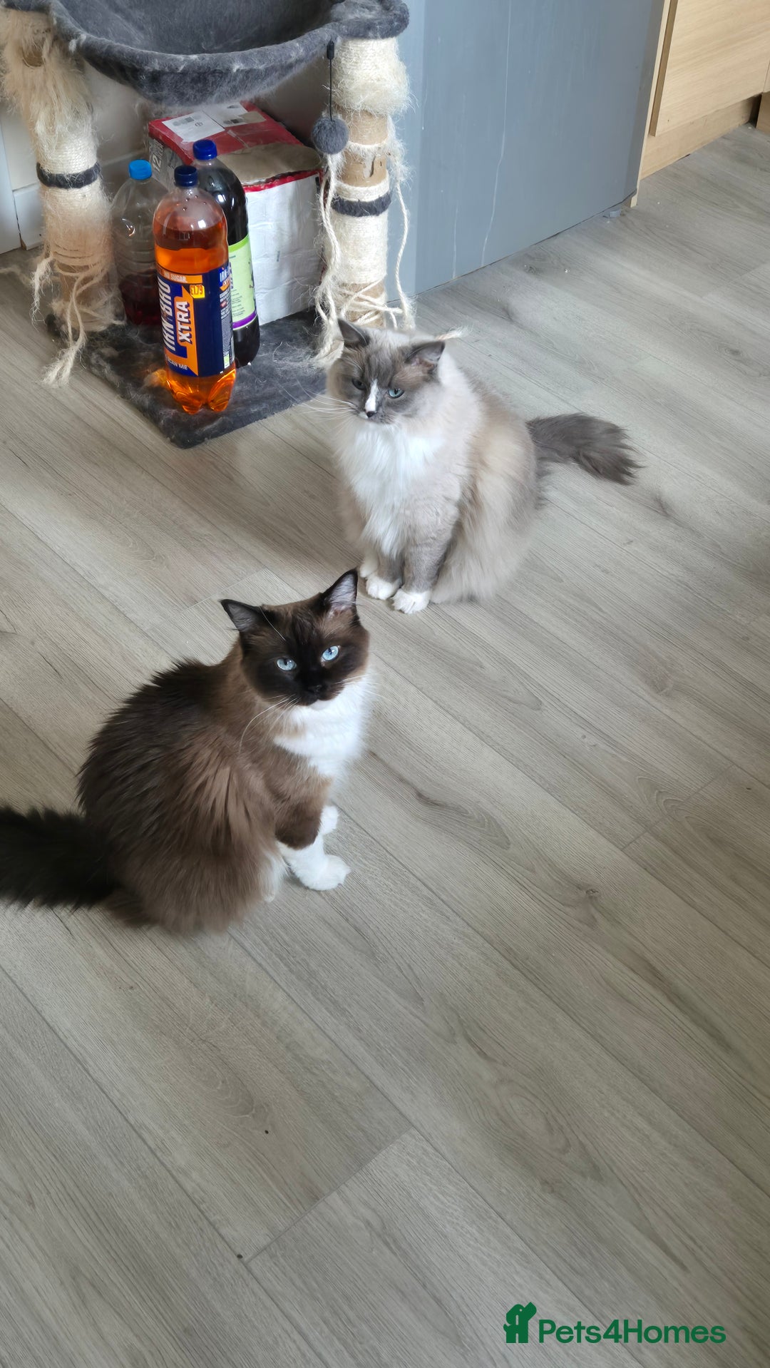 Ragdoll cats for sale: Two ragdoll females  - Image 6