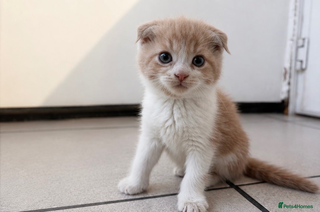 Scottish Fold cats 🐾 Beautiful Scottish Mix Kittens 🐾 - Advert 1