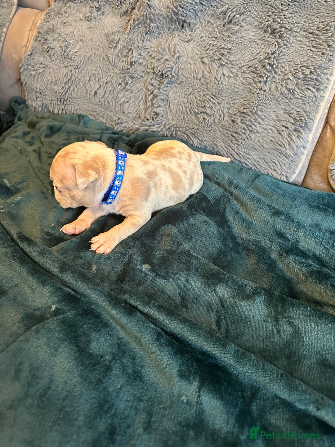 American Bully dogs for sale: 🐾 ABKC Registered Micro/Pocket Bully Puppies! 🐾 - Image 22