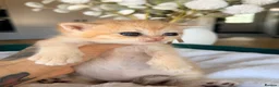 British Shorthair cats for sale: 3 stunning golden kitty’s  - Advert 12