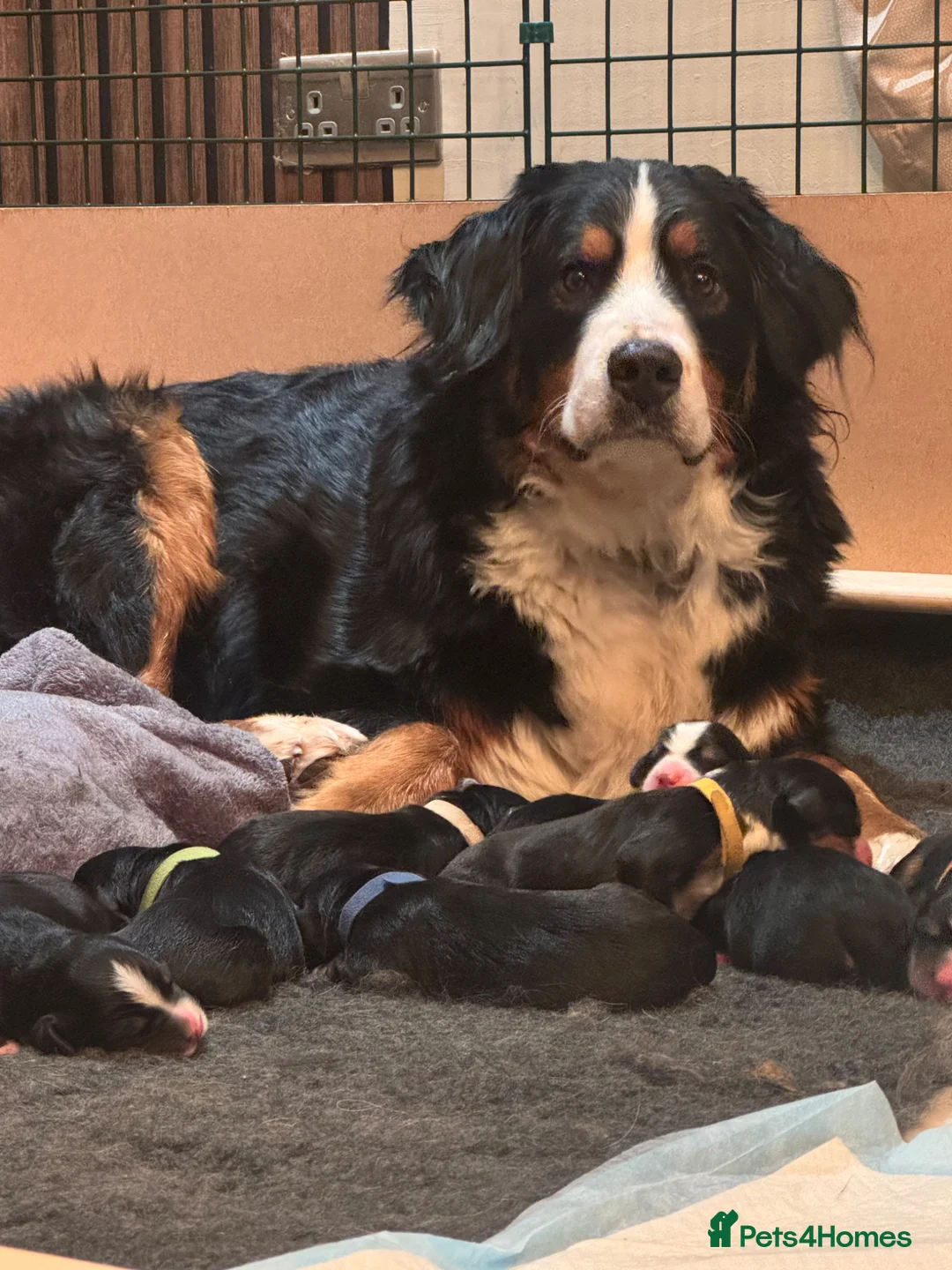 Bernese Mountain Dog dogs for sale: Male Bernese mountain dog puppy  in Doncaster - Advert 2